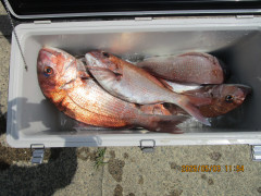 真鯛釣り