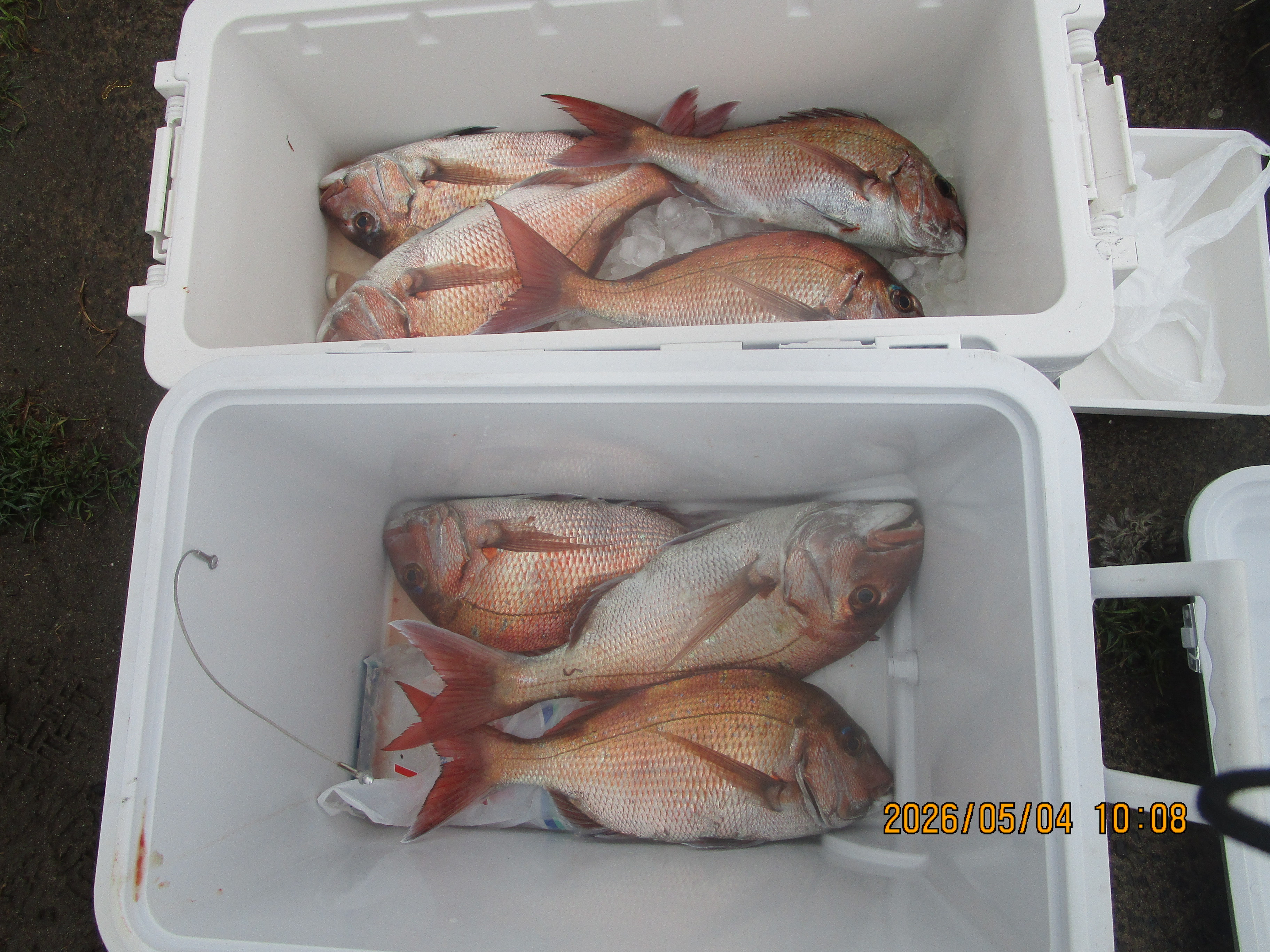 真鯛釣り
