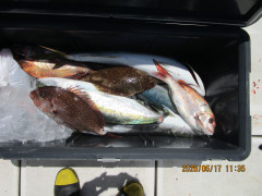 真鯛釣り
