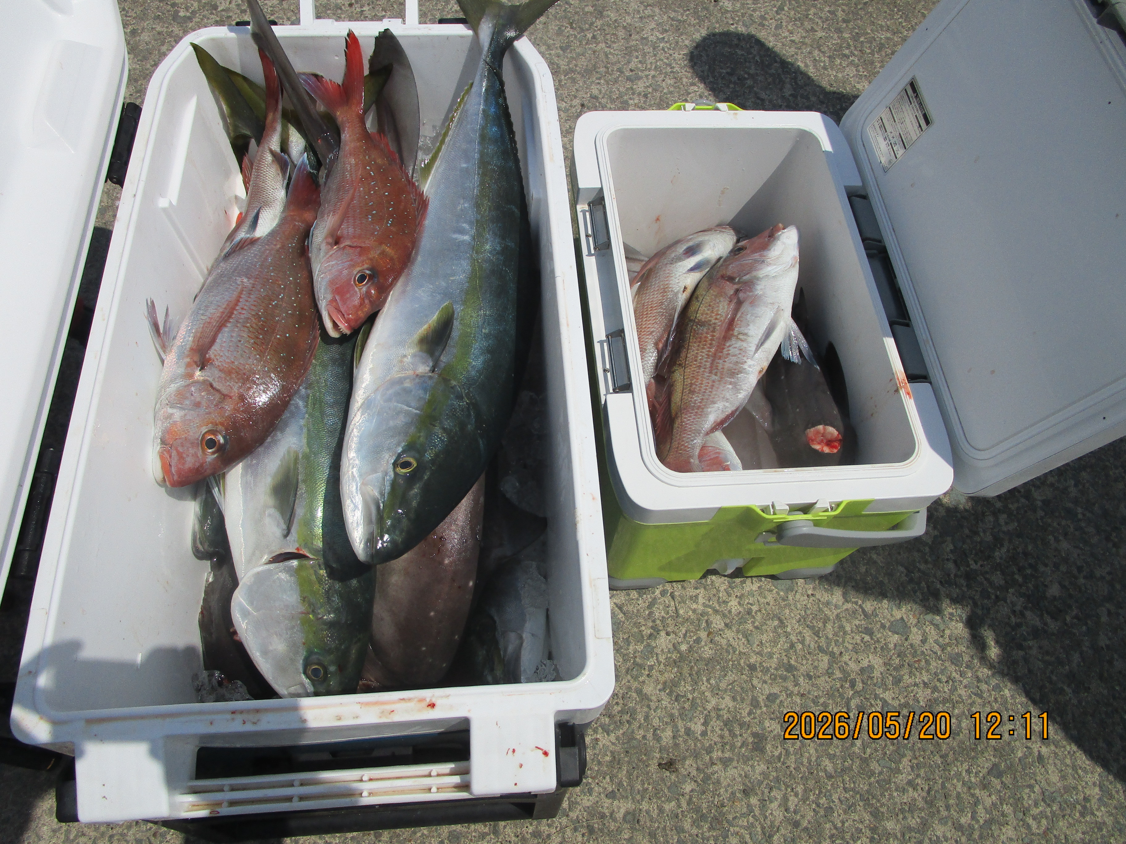 真鯛釣り