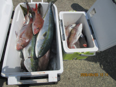 真鯛釣り