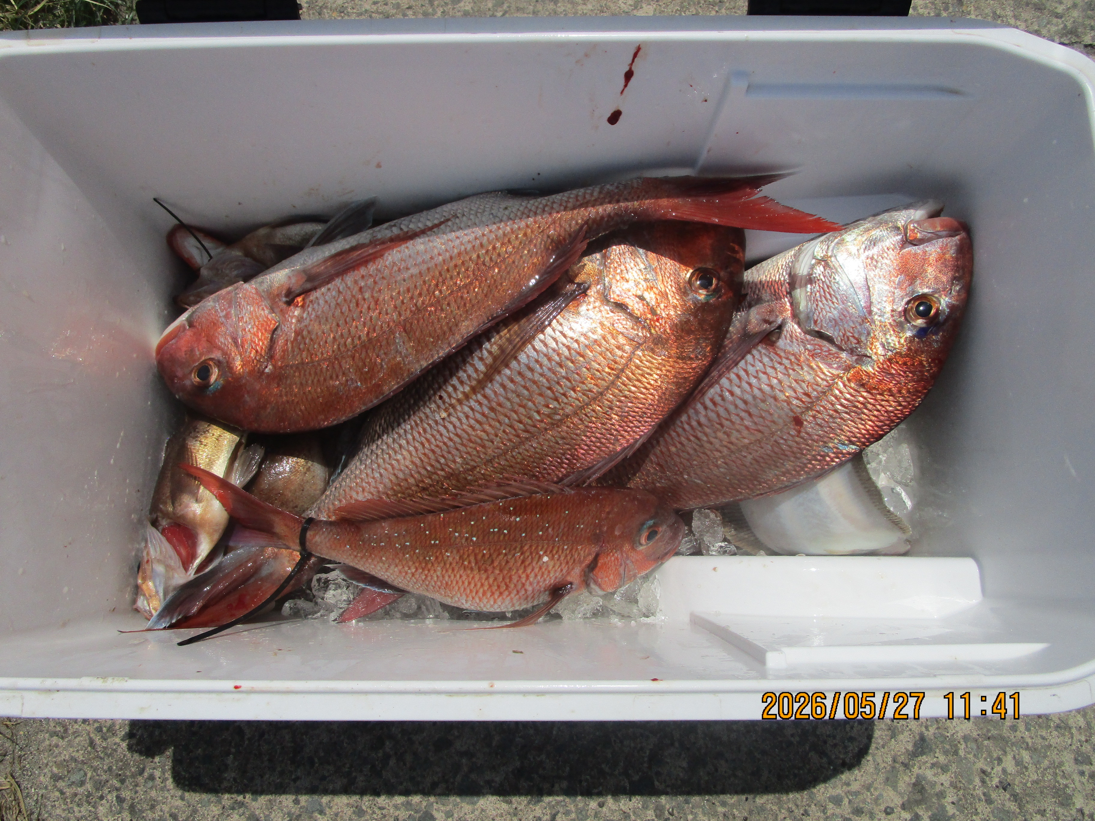 真鯛釣り