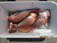 真鯛釣り