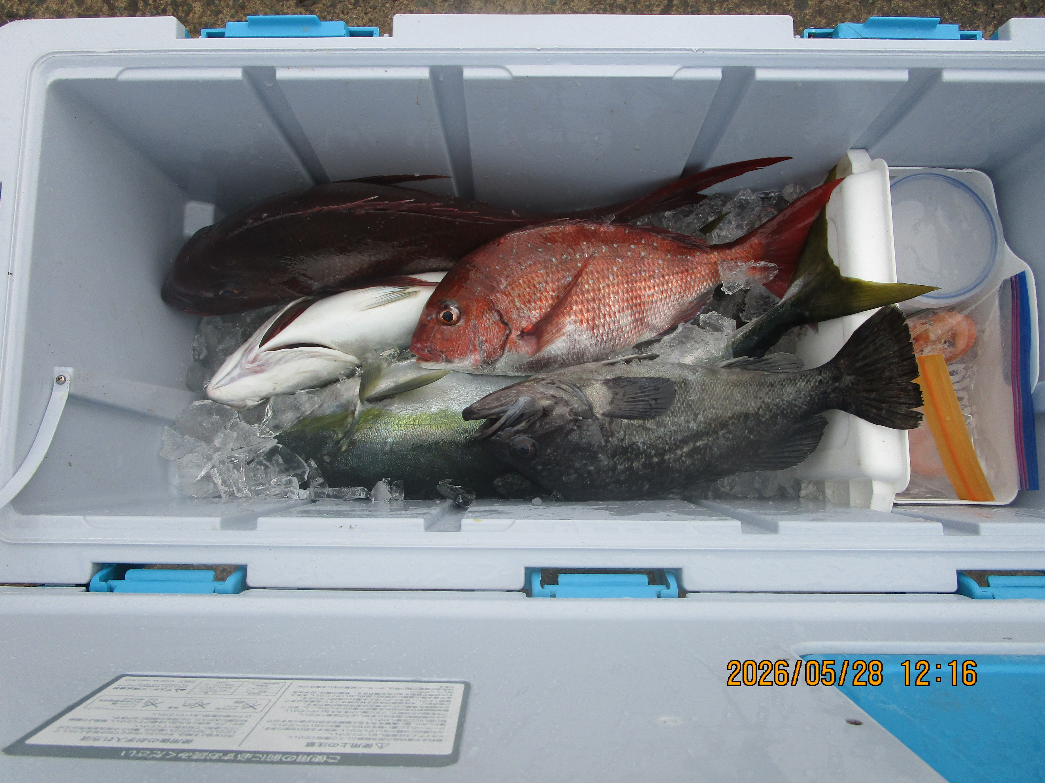 真鯛釣り