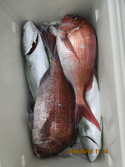 真鯛釣り