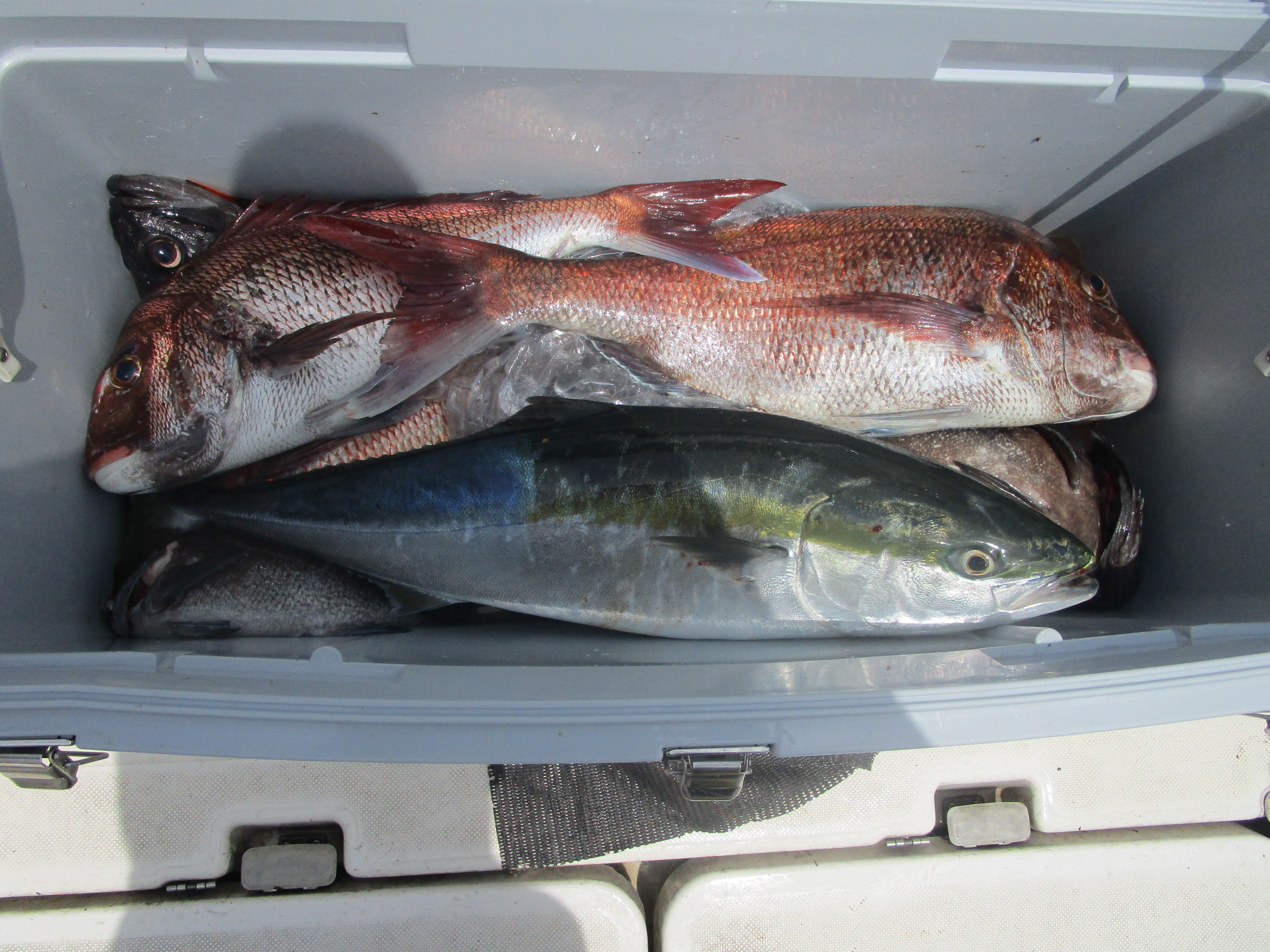 真鯛釣り
