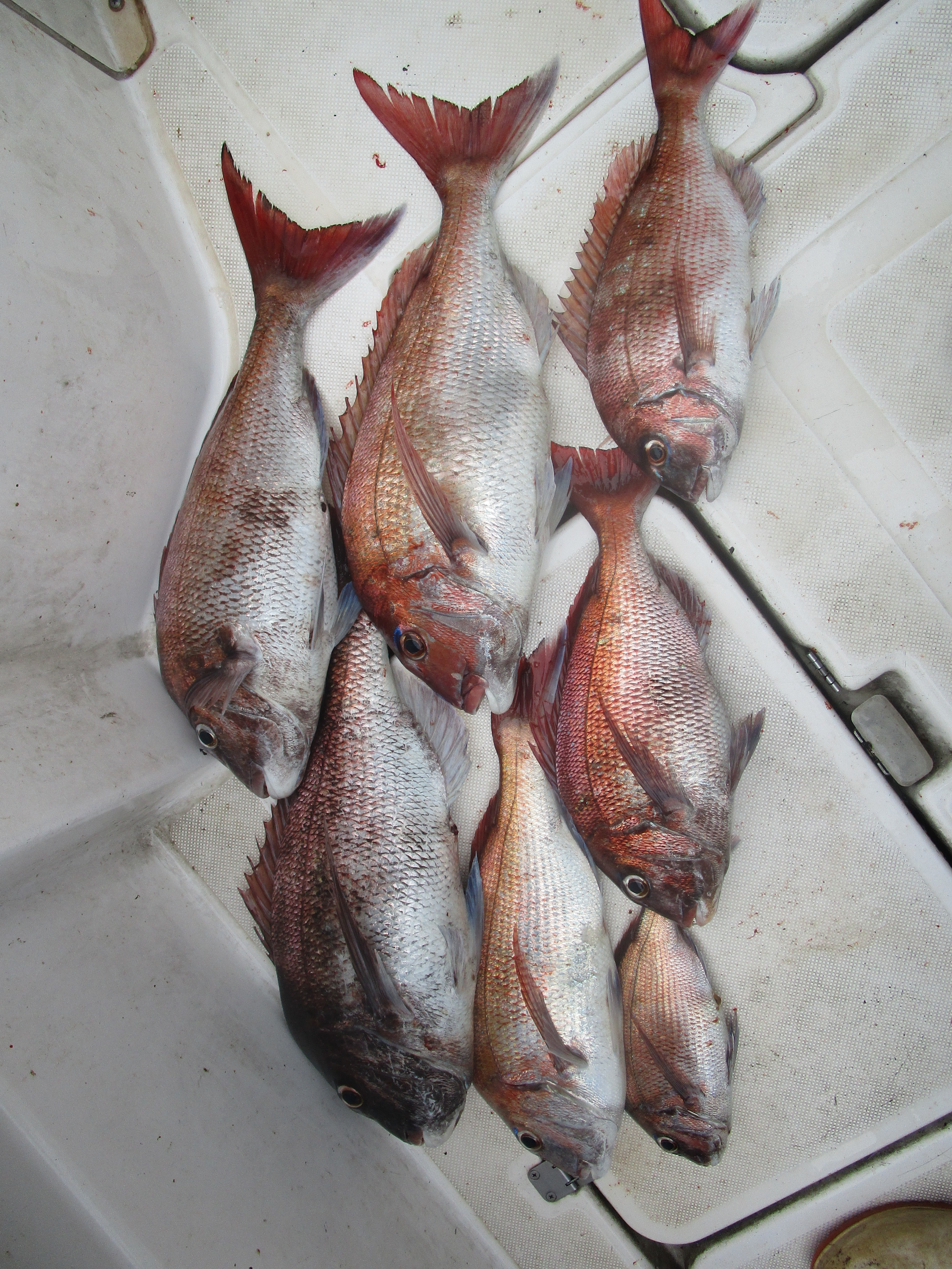 真鯛釣り