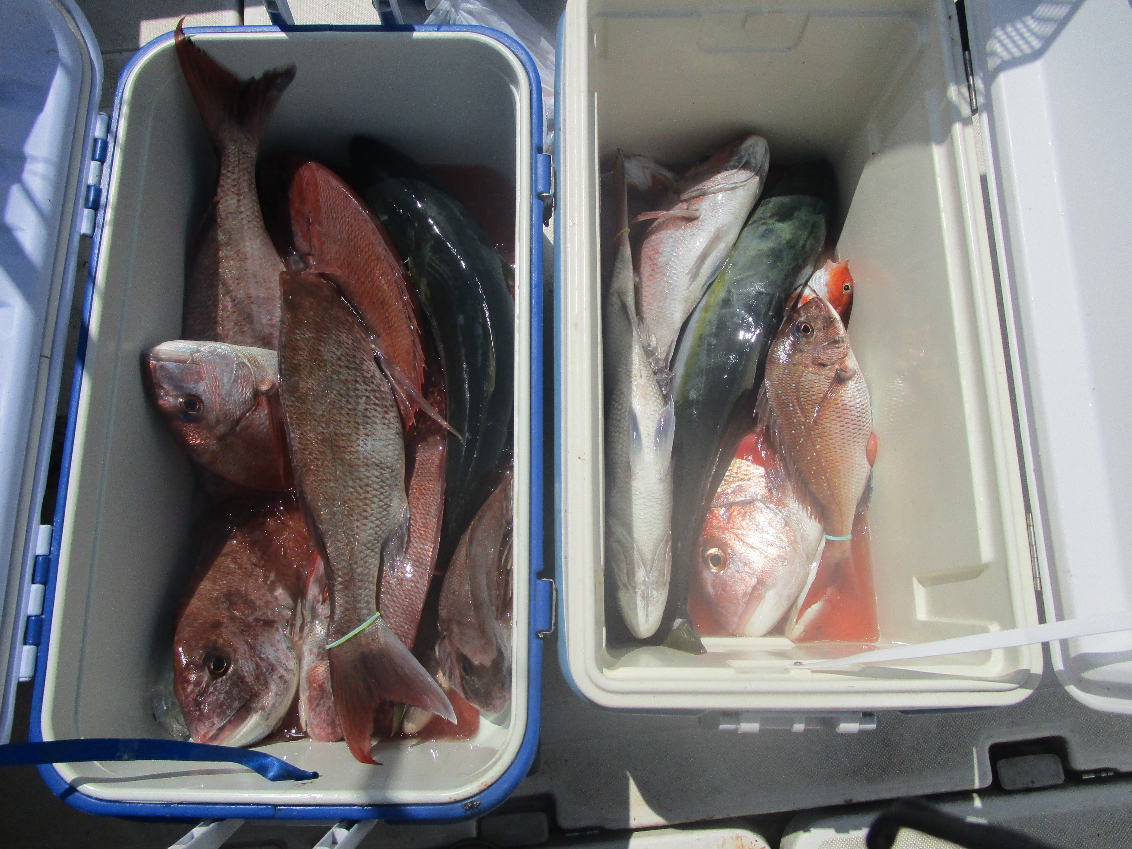 真鯛釣り