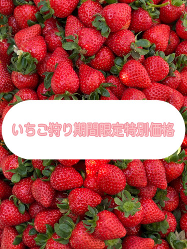 いちご狩り期間限定特別価格✨
