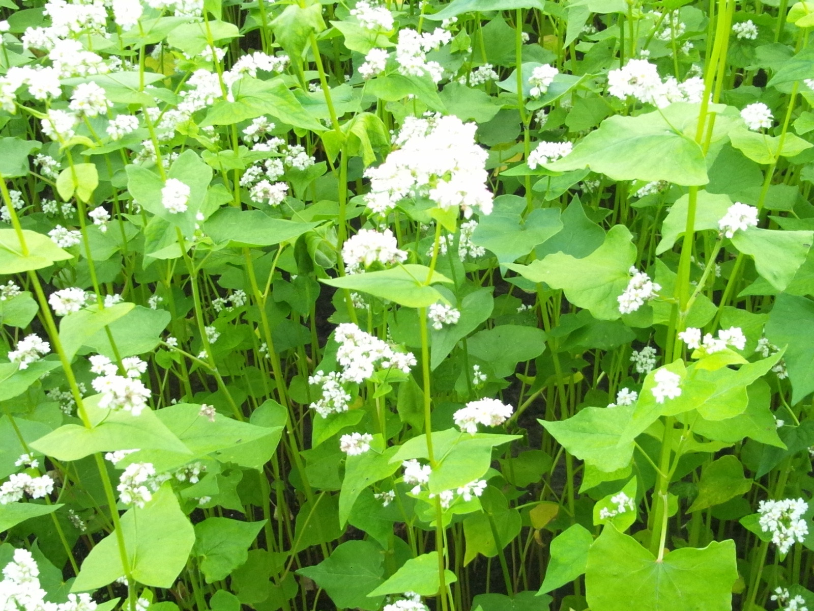 中山高原そばの花