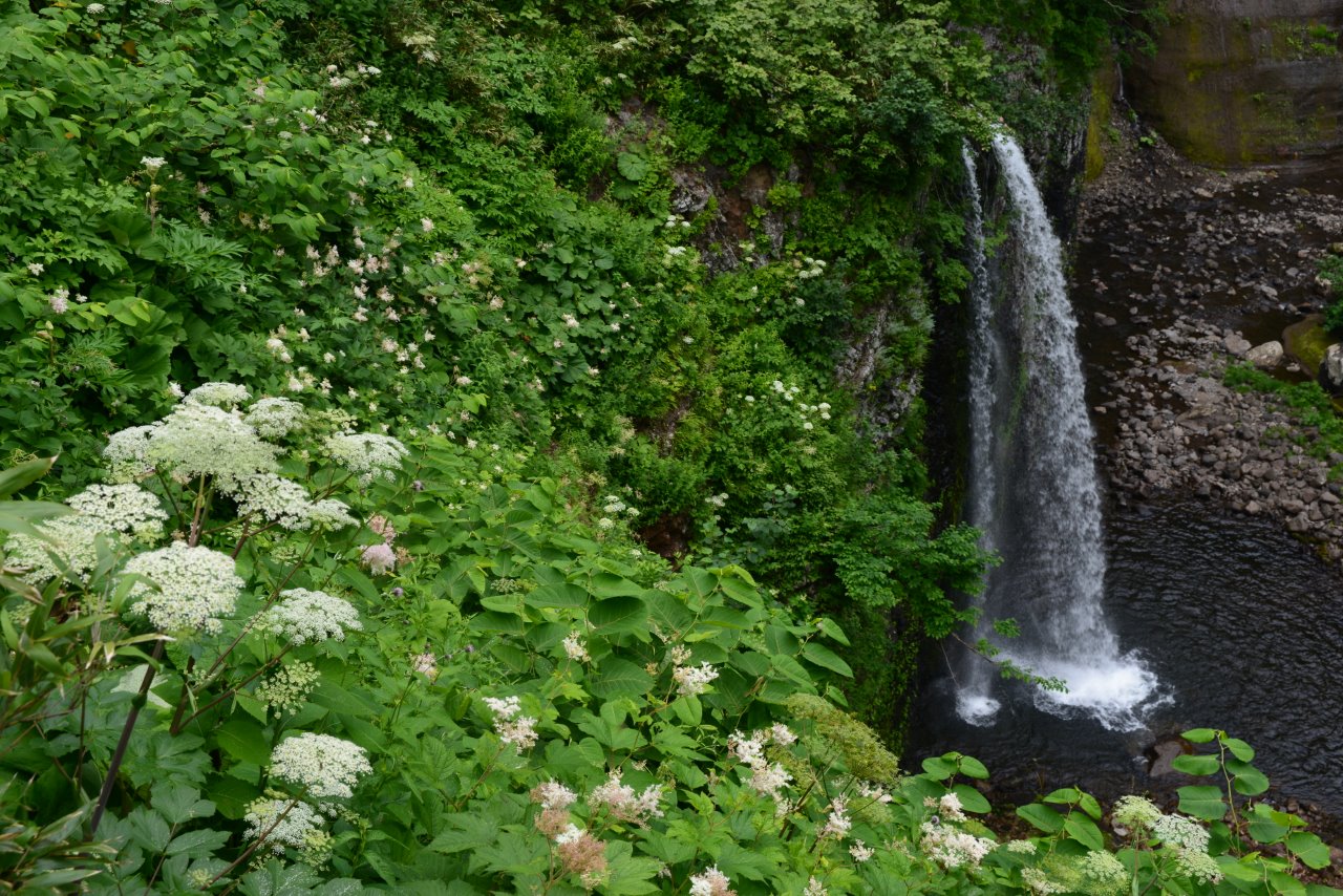 花咲く白竜の滝