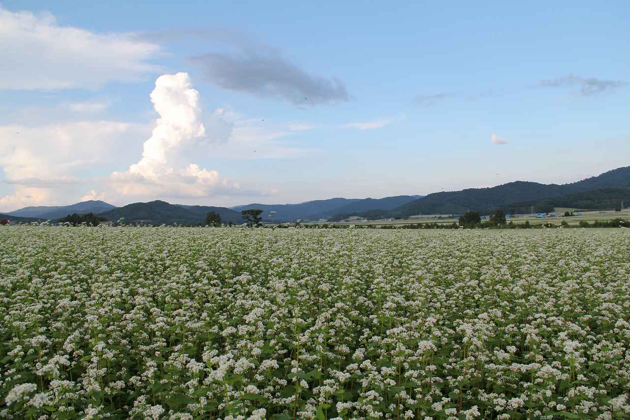 そば畑、面積・収穫量日本一の幌加内(S55～現在)