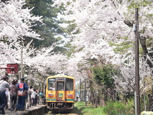 桜トンネル.jpg