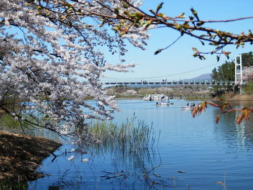 桜湖畔.jpg