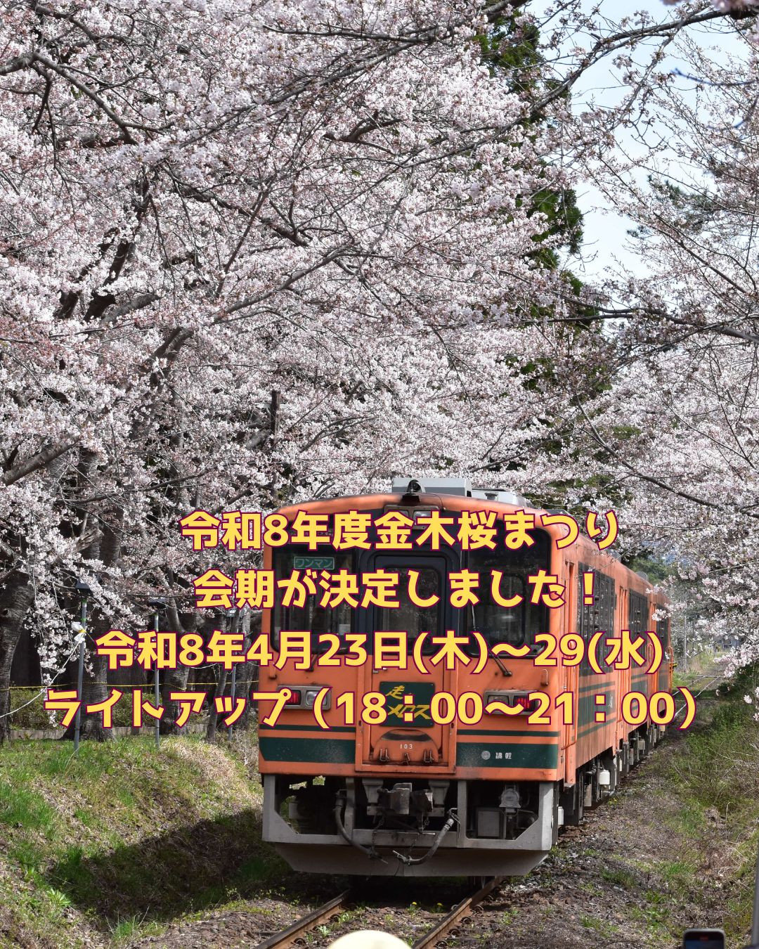 令和８年「金木桜まつり」の開催日が決定しました！！