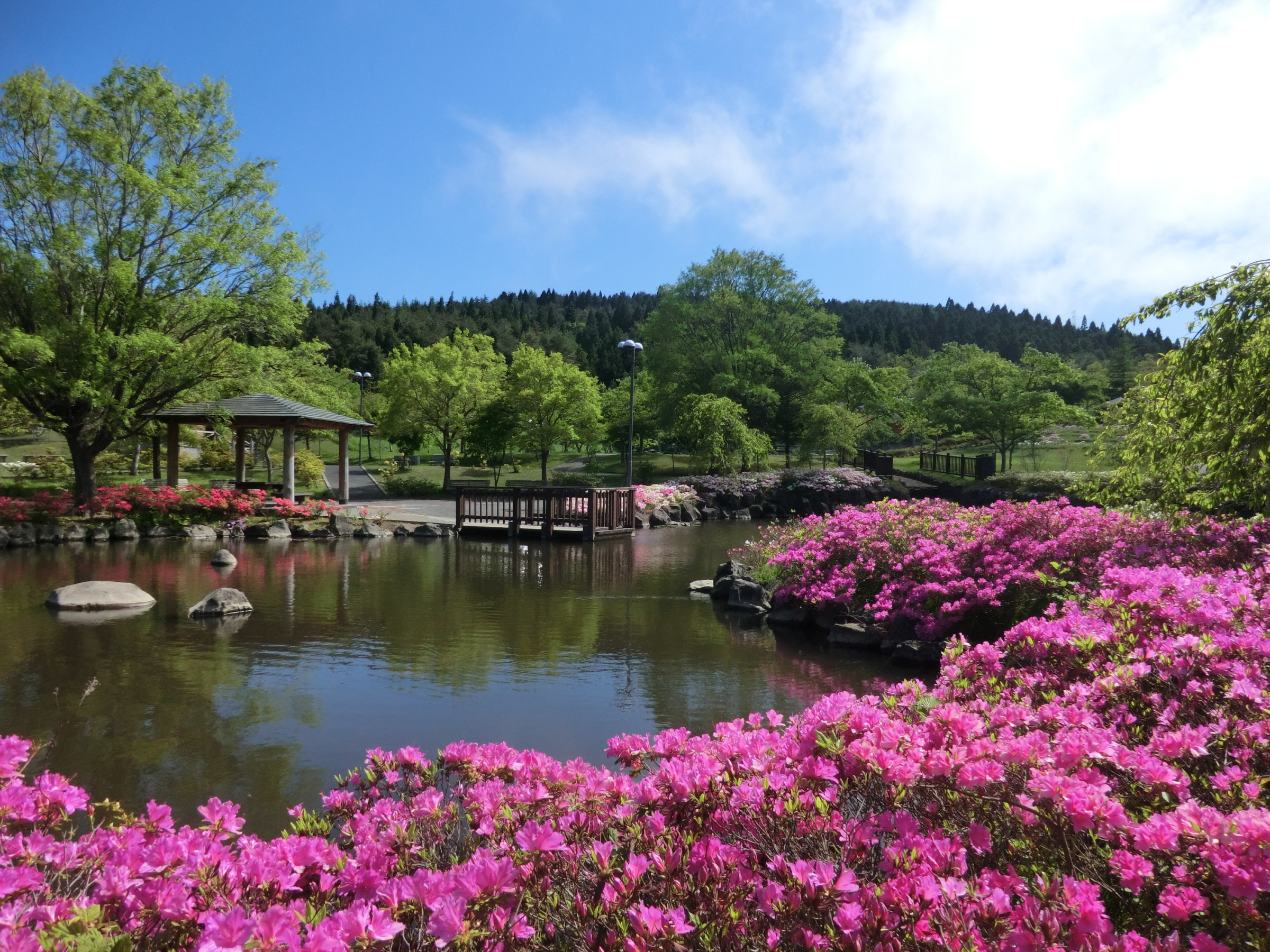 憩いの森公園
