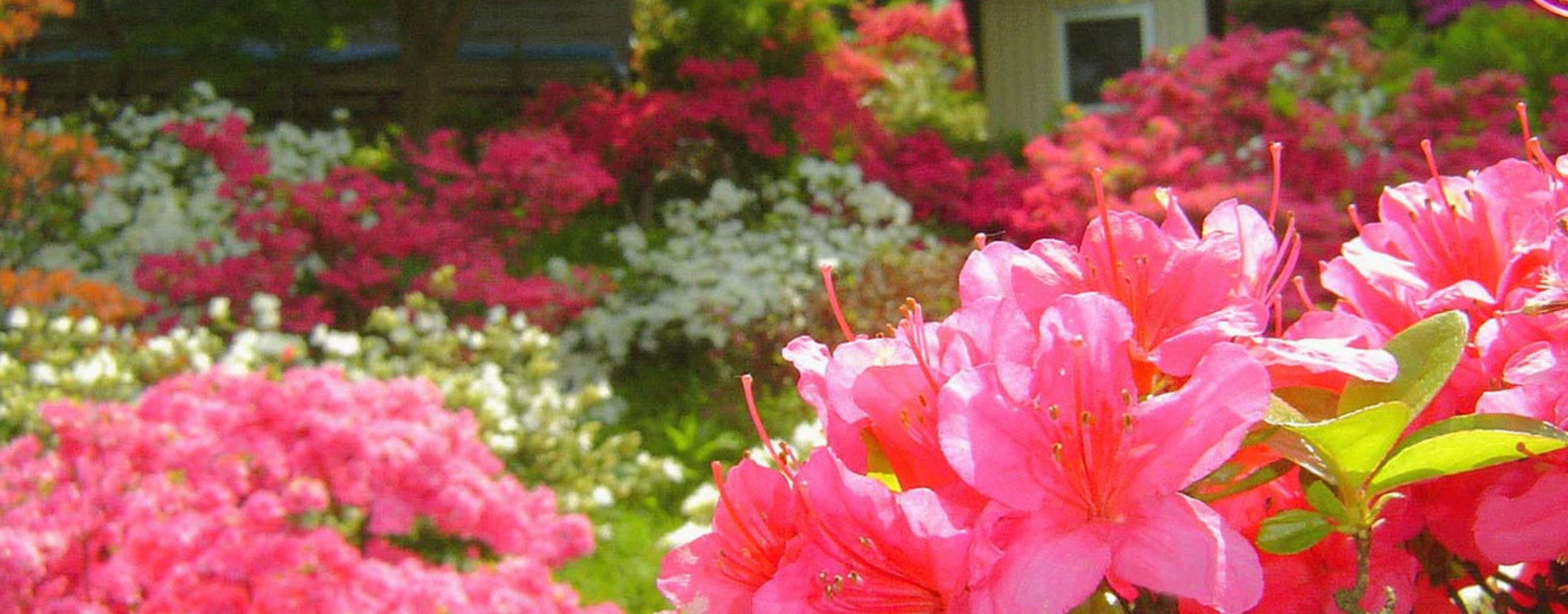 <b>大鰐温泉つつじまつり</b>　5月中旬～　（5日間開催）　約1万5千本の色とりどりのつつじ　<font size="1">※観光協会引用