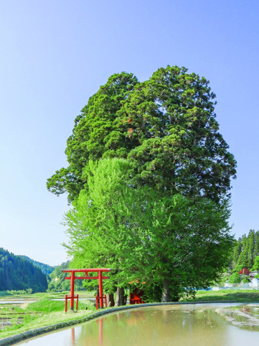 【五城目町の部】１３五城目1_2026_0513新緑の黒土稲荷神社001 - 三浦勉.JPG