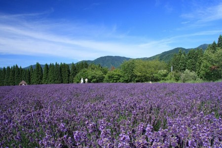 ラベンダー公園（千畑）