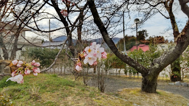 【桜まつり】終了御礼・開花情報