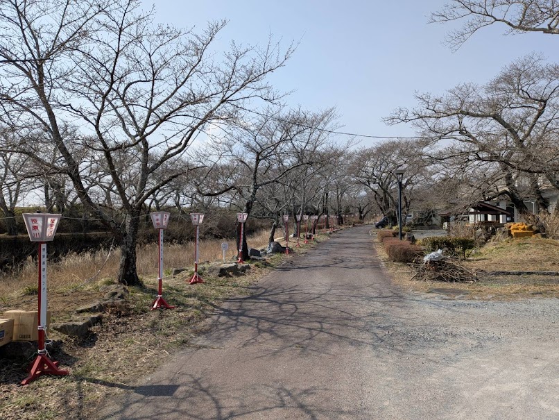 笹原川千本桜まつりの準備が進んでいます🌸