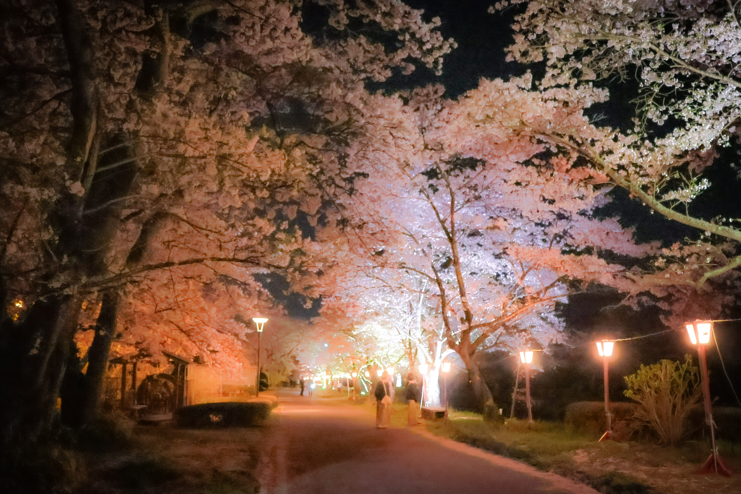 笹原川千本桜