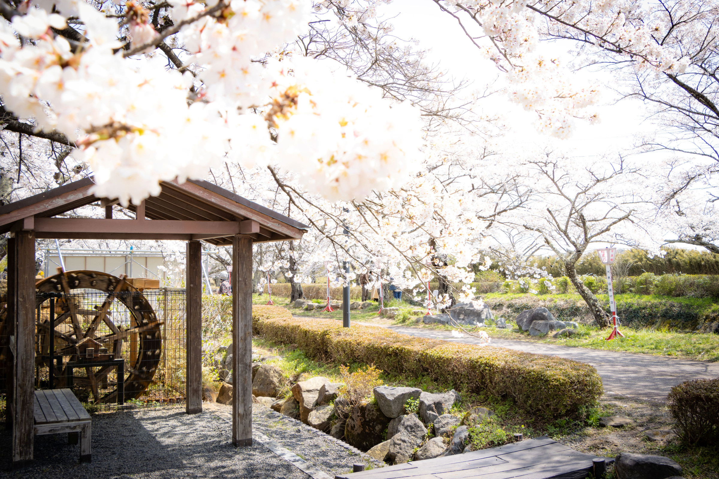 笹原川千本桜