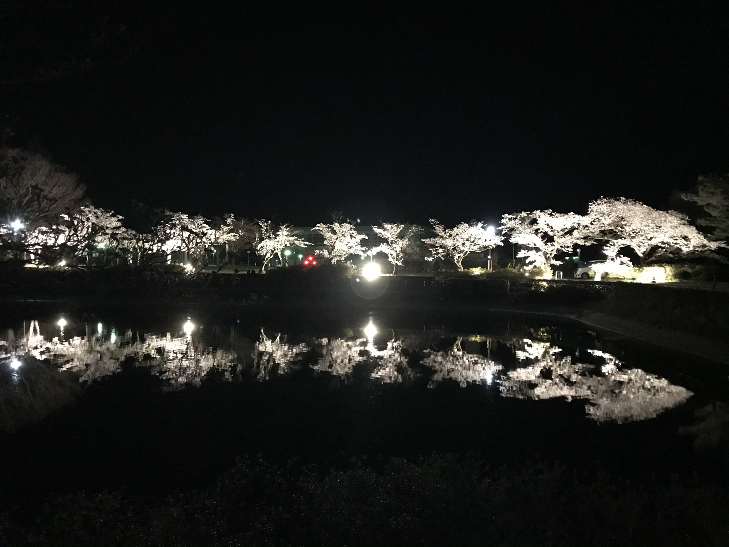 【　国見の春　】2021/4/2　観月台公園・夜桜ライトアップ