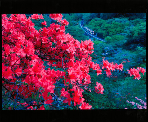 特別賞『ツツジ山を走る』.jpg