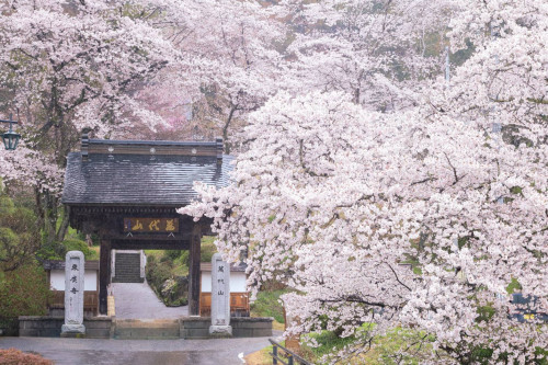 【新聞社賞】26-3春囲う東慶寺.jpg