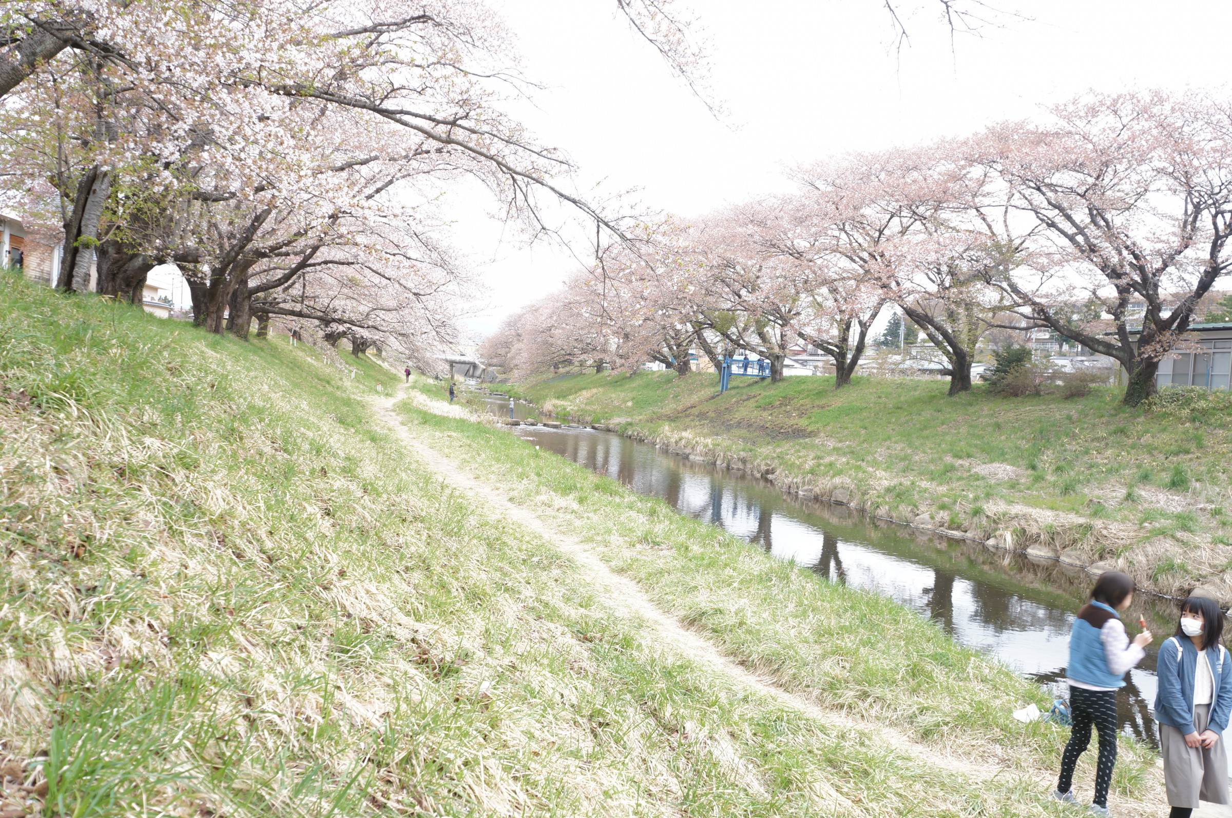 藤田川沿いの桜　ふれあい桜の愛称で親しまれている。近年は日本人だけではなく外国からの観光客もたくさん訪れています。見ごろは４月中旬