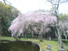 真鶴しだれ桜の宴の様子
