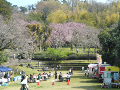 sakura2.JPG