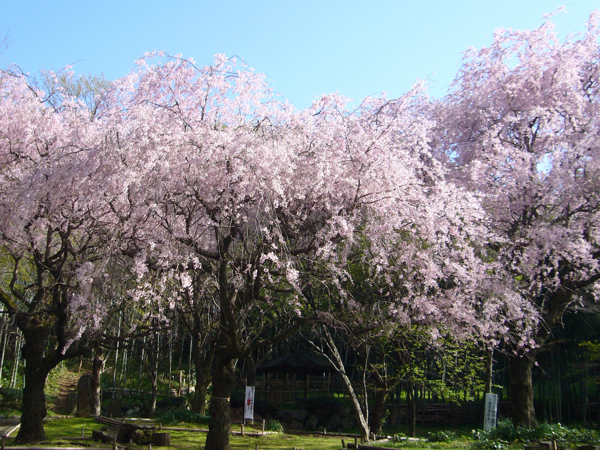 真鶴しだれ桜の宴