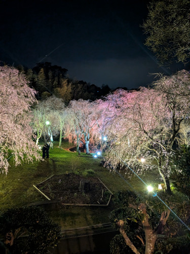 真鶴しだれ桜の宴の様子