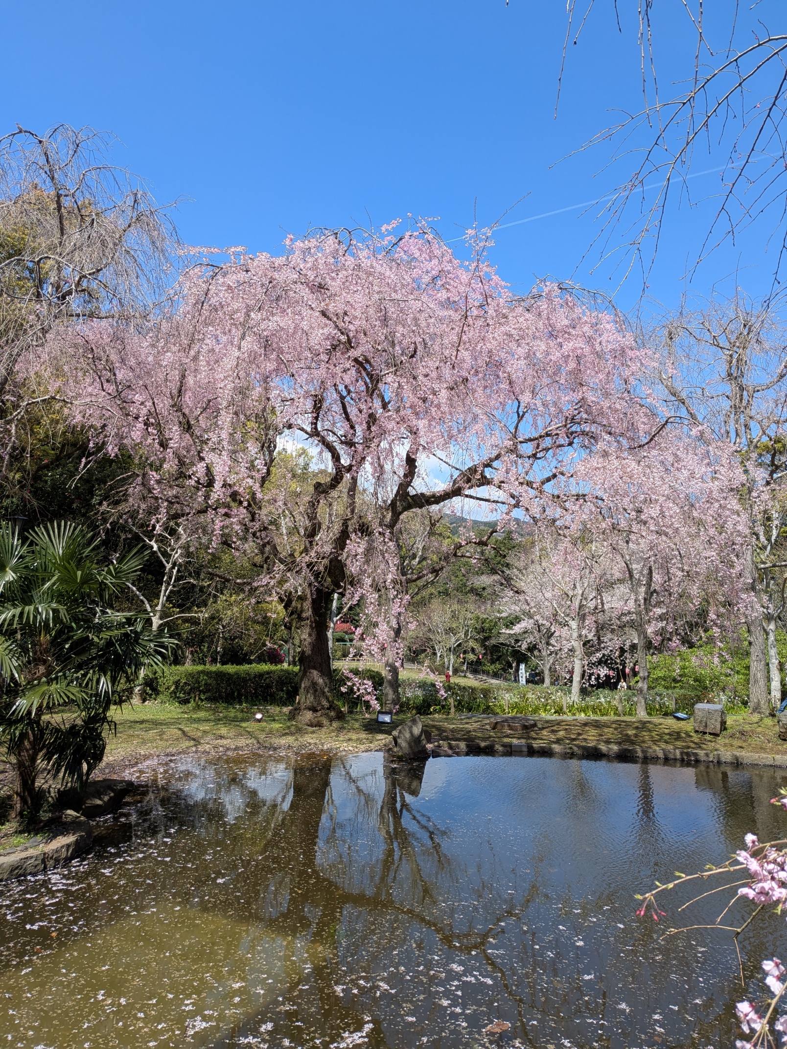真鶴しだれ桜の宴の様子
