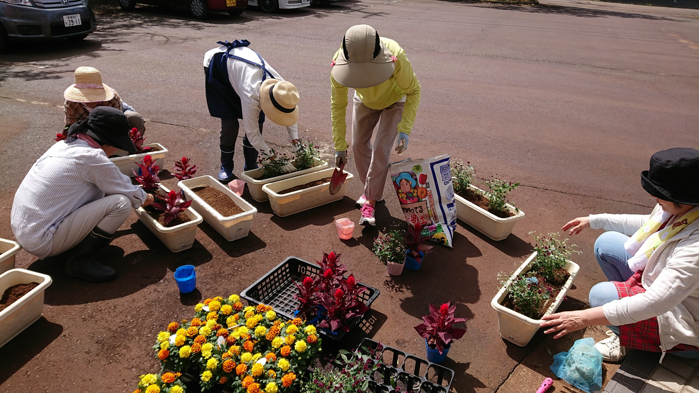 笹神商工会女性部の活動。花いっぱい運動を実施しています。商工会玄関前に季節の花を彩りました。