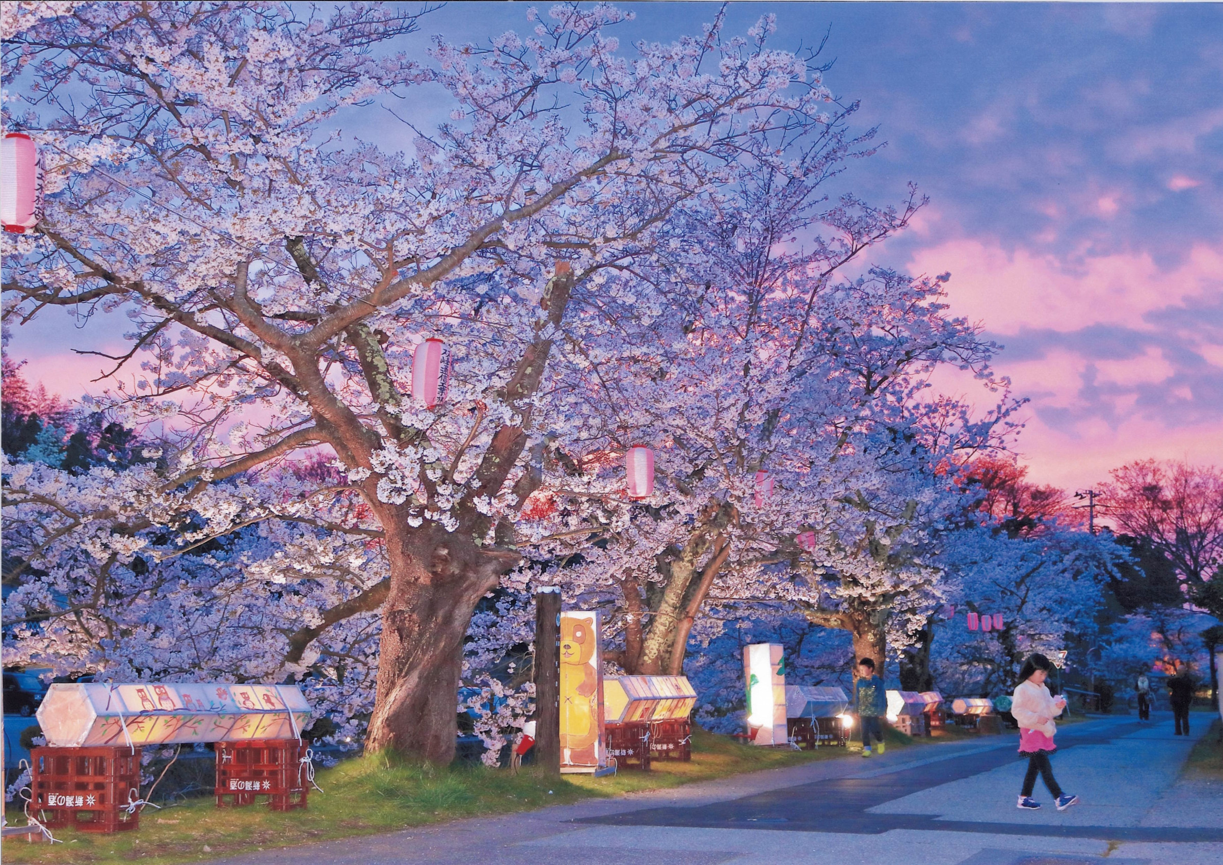 【桜フォトコンテスト最優秀賞】あかねの空に咲く夢桜