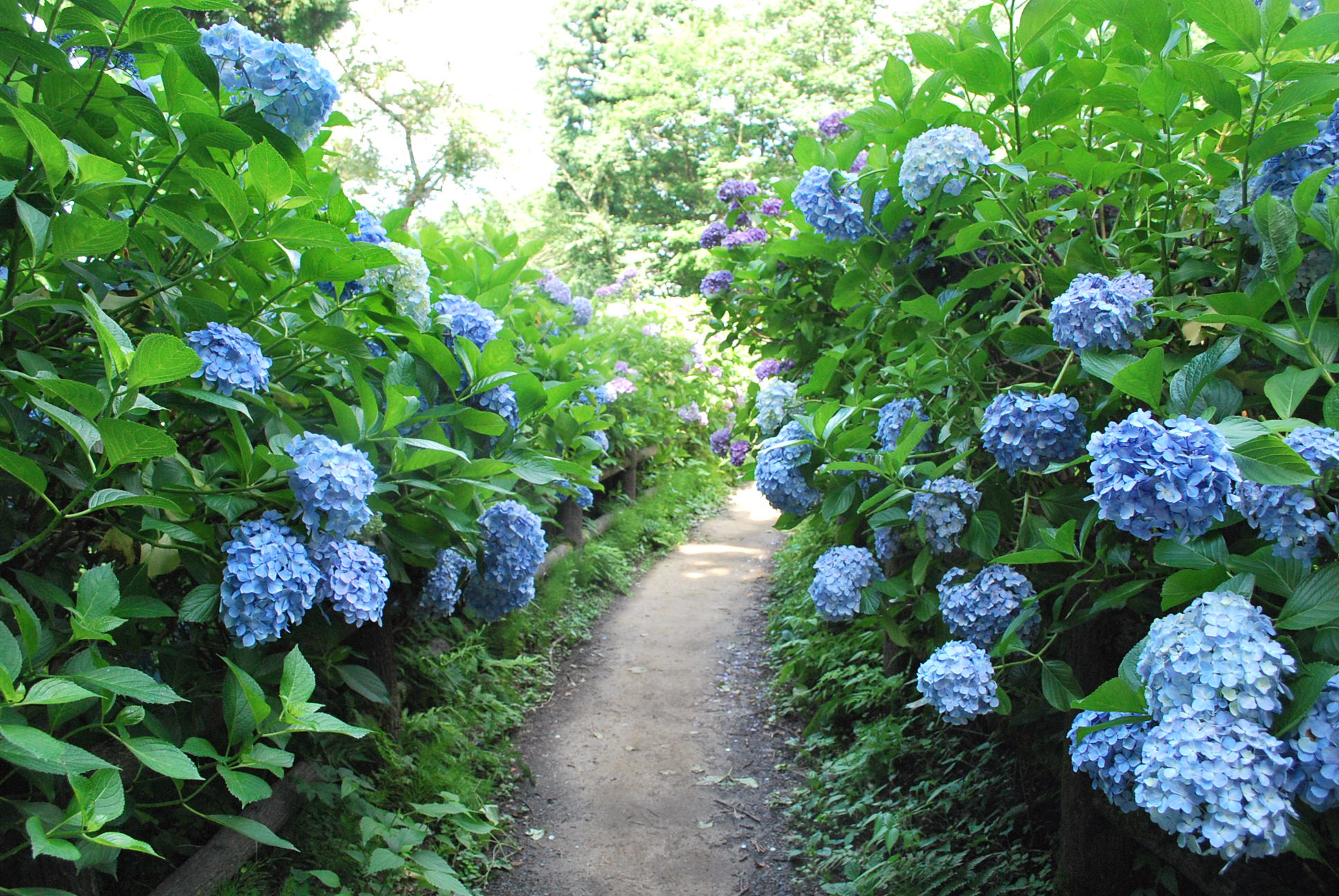 護摩堂山　あじさい園