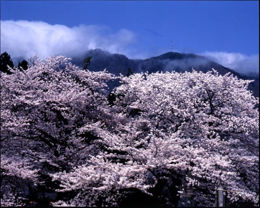 春　弥彦山と桜