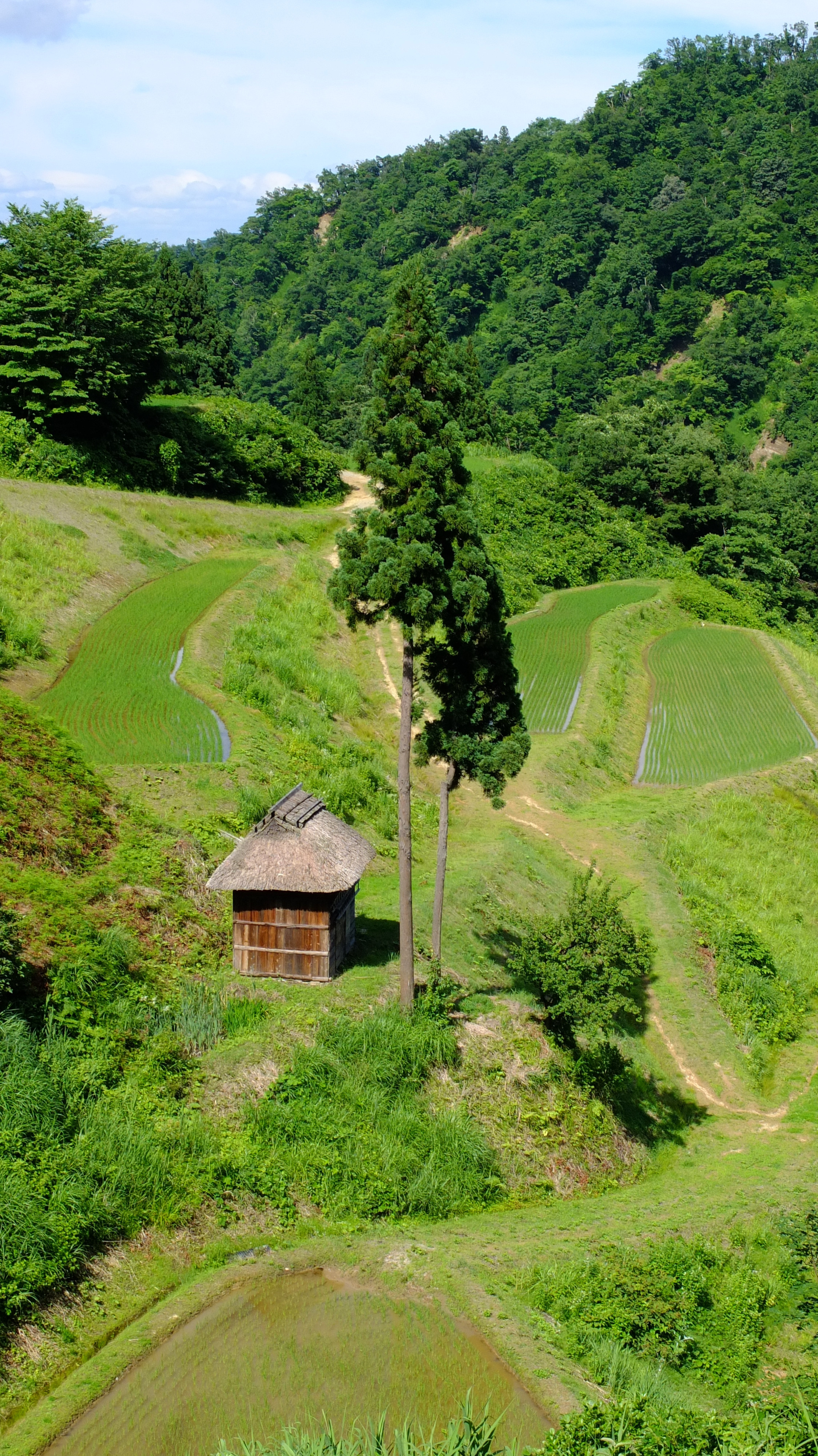 留守原の棚田