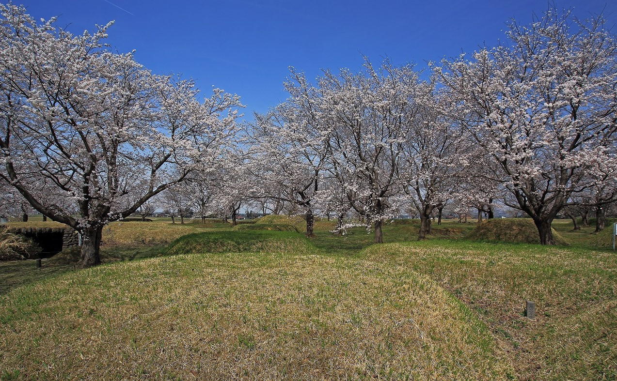 春の桜（三和区）