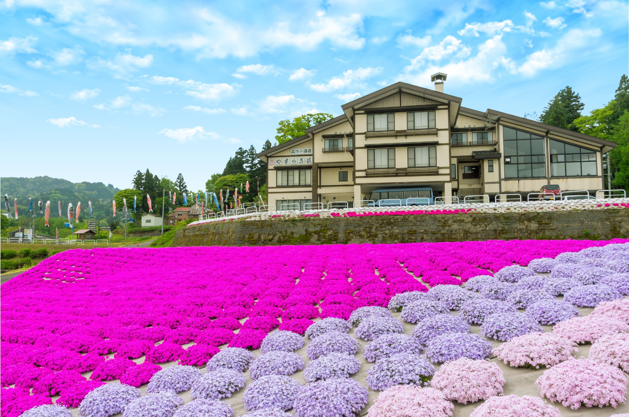 やすらぎ荘の芝桜（板倉区）