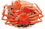 日本海の冬の味覚「越前ガニ」漁が解禁されました。