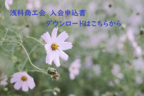 コスモス.jpg