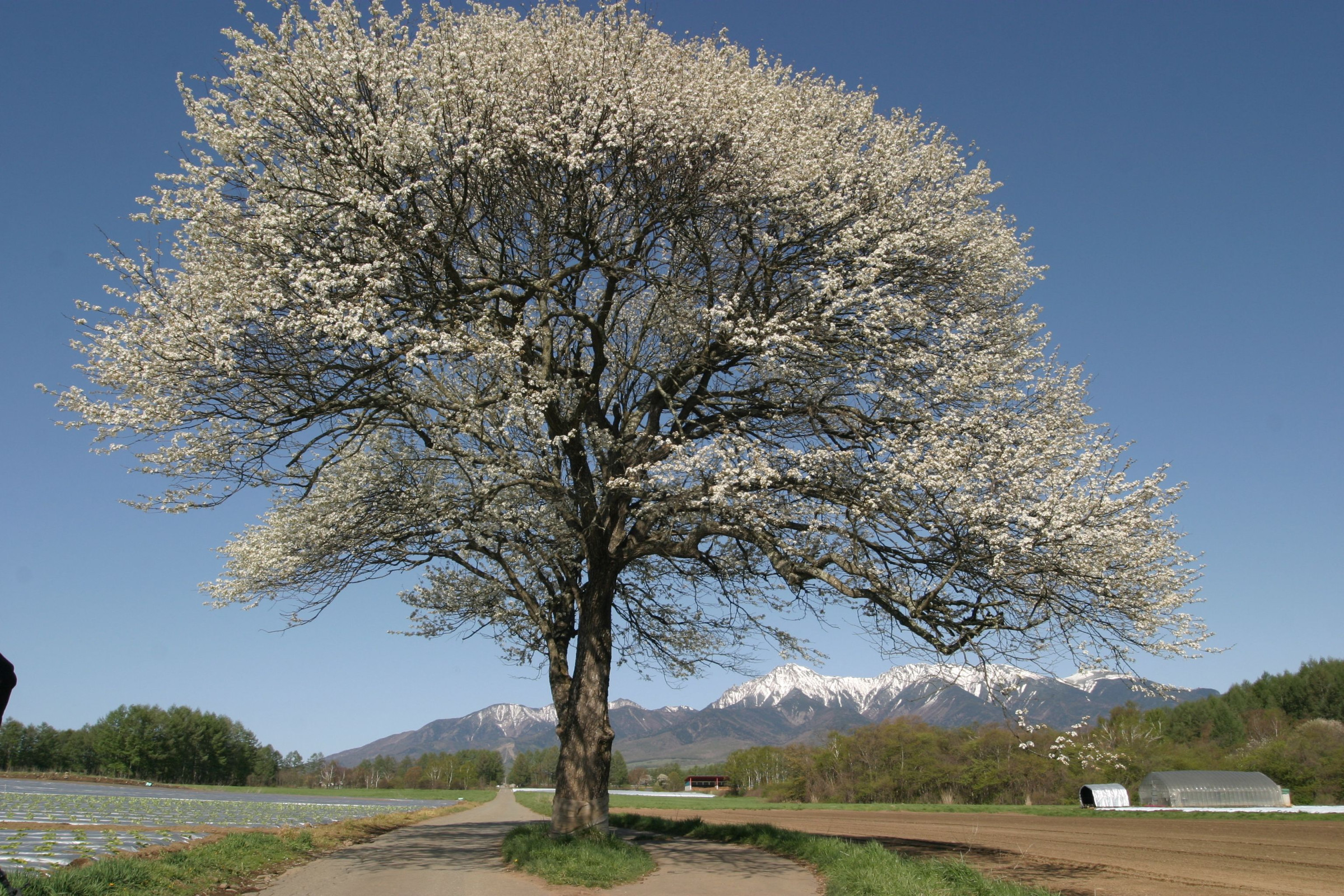 今は折れてなくなってしまった野辺山を代表するやまなしの木と八ヶ岳のバックの写真