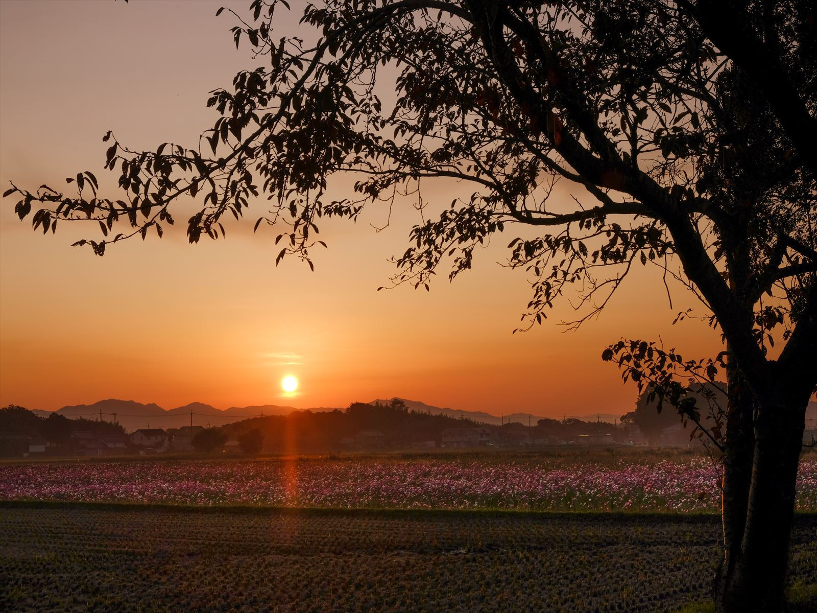 コスモス畑（夕方風景）