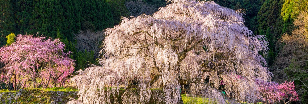又兵衛桜