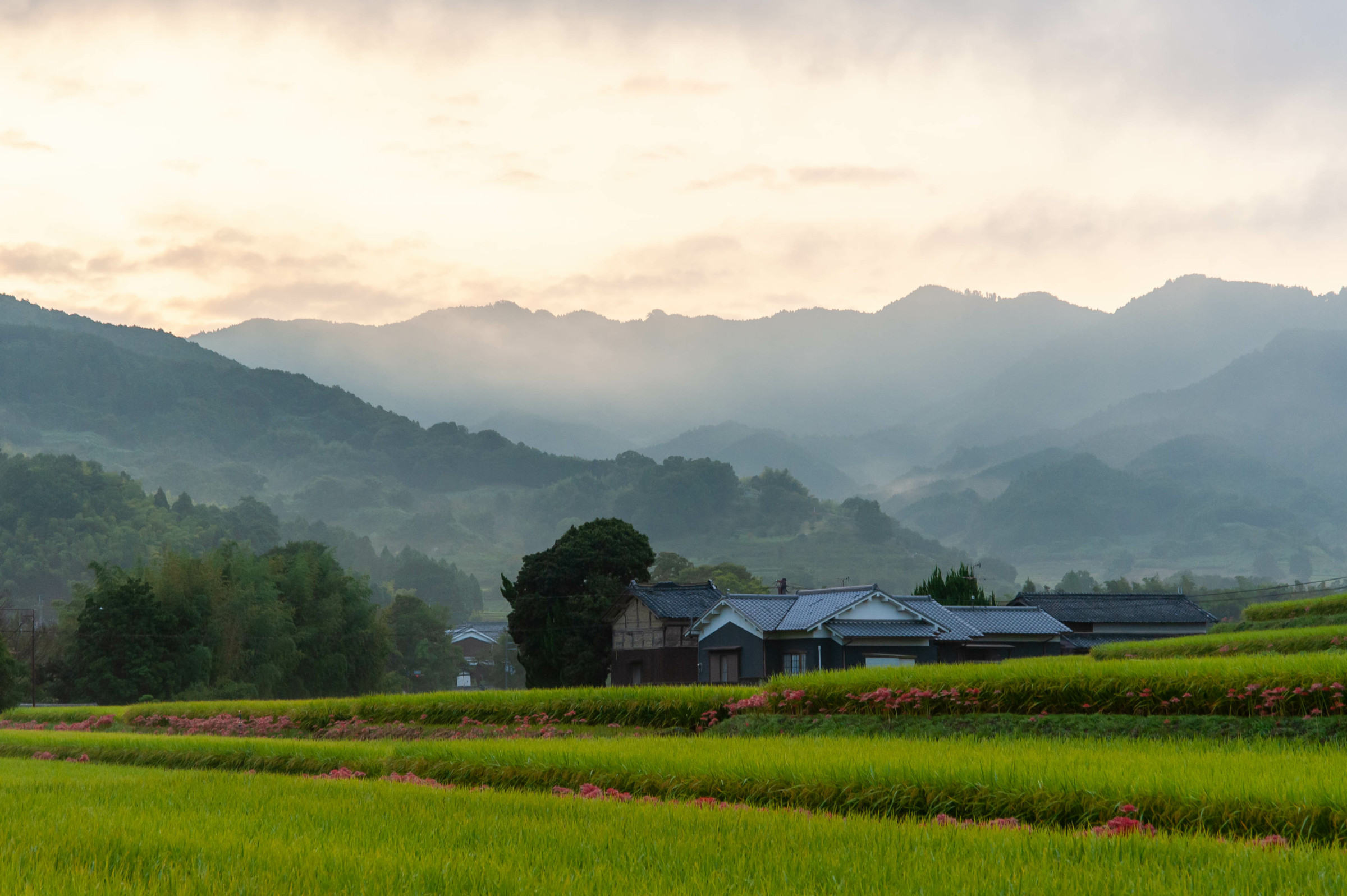 田園風景｜ 秋には真紅の彼岸花と黄金色の稲穂が織りなす、明日香ならではの絶景