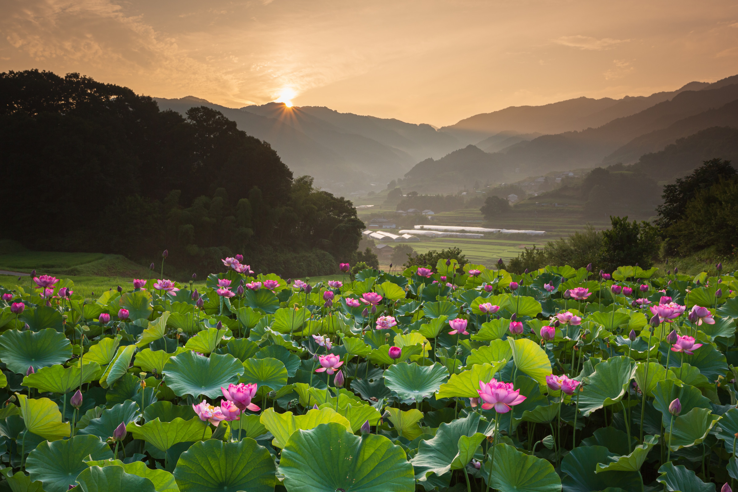 夏の風景｜ 緑豊かな里に咲く蓮の花が、涼やかな夏の彩りを添える